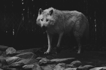 wolf in the zoo - obrazy, fototapety, plakaty