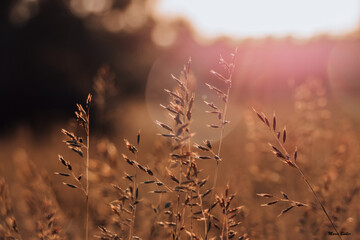 beautiful warm light in the sunset with dry grass in the foreground