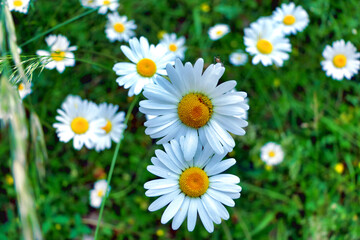 Fototapeta premium Leucanthemum vulgare, commonly known as the ox-eye daisy, or dog daisy, covered in tiny water droplets from the early morning dew 
