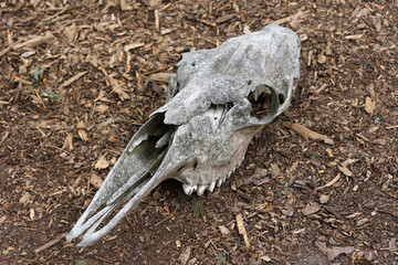 Weathered skull of a dead horse in the forest. An old horse skull lies on the ground. Bone skull with teeth