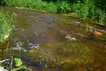 river in the forest