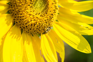 Natureza