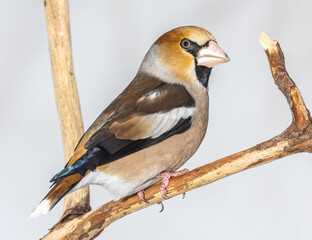 grosbeak, hawfinch