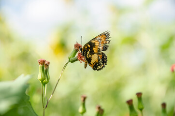 Natureza