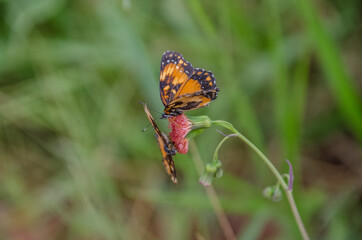 Natureza