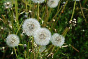 dandelions in the grass