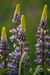 flowers in the garden