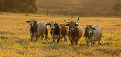 Oxen grazing in the sunset