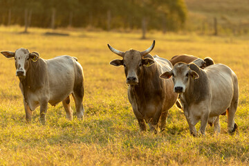 Oxen grazing in the sunset