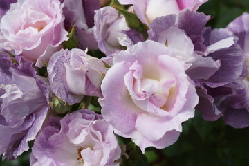 Fototapeta na wymiar purple roses