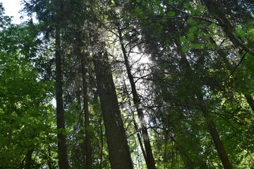 trees in the forest