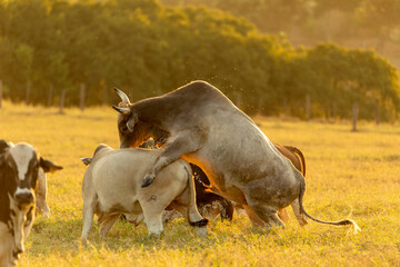 Ox trying to mate with cow in pasture at sunset - obrazy, fototapety, plakaty