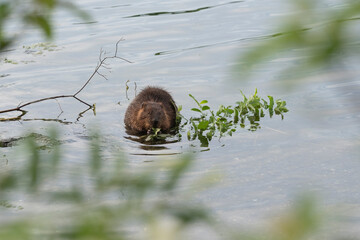 Close up of a beaver carrying a tree brunch for building a dam trough a pond in a city park. Animals, wildlife, rodent control concept.