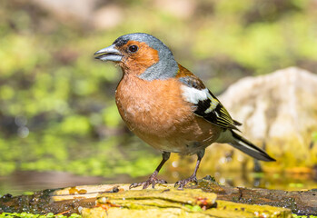 Finch, chaffinch