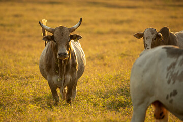 Oxen grazing in the sunset