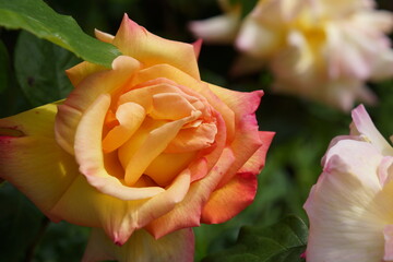 orange rose