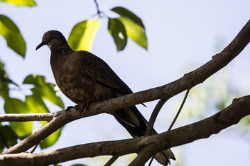 Brown Pigeon sitting on tree