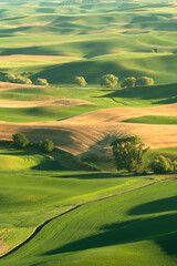 Green rolling hills of farmland wheat fields seen from the Palouse in Washington State USA - 438456833