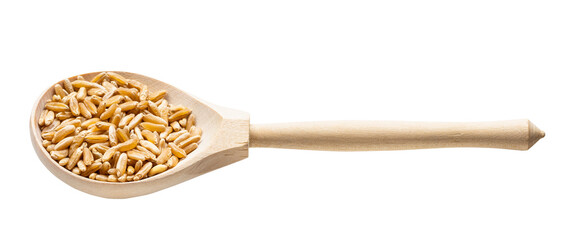 Kamut Khorasan wheat grains in wood spoon isolated