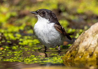 Pied flycatcher