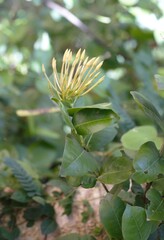 Asclepias tuberosa - Butterfly Milkweed, pink color flower 