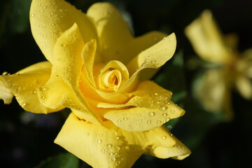 yellow rose