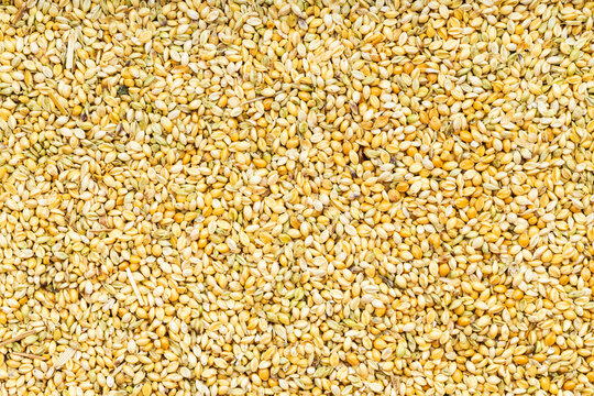 background - whole-grain foxtail millet seeds