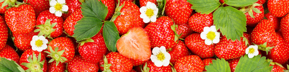 Strawberries berries fruits strawberry berry fruit with leaves and blossoms sliced panoramic view...