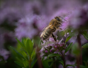Biene klettert auf Blume