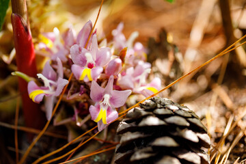 Close Up nature view of Curcuma ecomata Craib Beautiful Flower in Nature, The Curcuma ecomata Craib is Endemic Plant North Thailand.