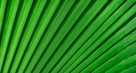 Colorful green tropical palm leafs close up, summer background concept