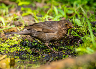 The blackbird gathers material for the nest.