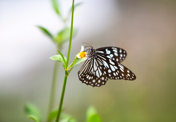 butterfly on a green leaf