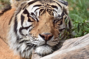 this is a Panthera tigris tigris 