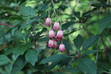 Small beautiful flowers.