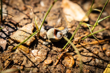 shell in the sand
