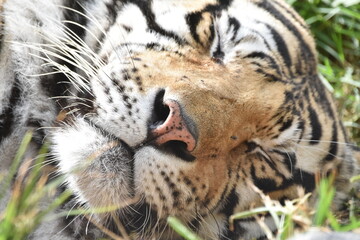 this is a Panthera tigris tigris 