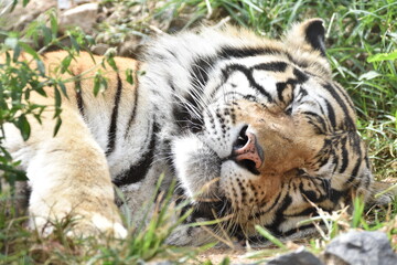 this is a Panthera tigris tigris 