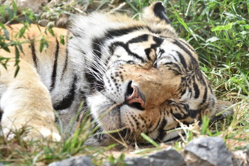 this is a Panthera tigris tigris 