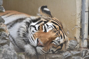 this is a Panthera tigris tigris 