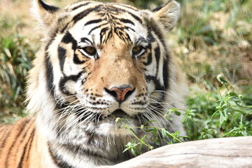 this is a Panthera tigris tigris 
