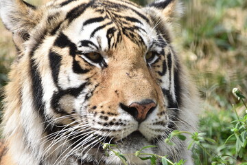 this is a Panthera tigris tigris 