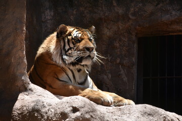 this is a Panthera tigris tigris 