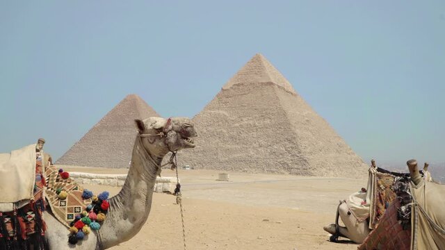 Colorful saddled tourist camel tied, waiting for tourists in front of the Great Pyramids of Giza in Cairo, Egypt