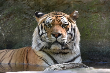 this is a Panthera tigris tigris 