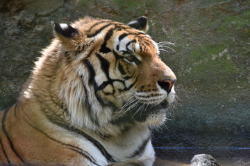 this is a Panthera tigris tigris 