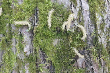Green moss and seeds on the bark of an old tree. Macro.