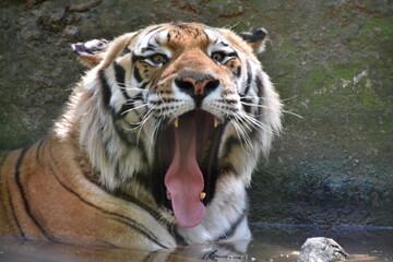 this is a Panthera tigris tigris 
