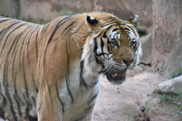 Fototapeta na wymiar this is a Panthera tigris tigris 