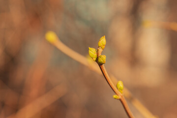 Buds on trees in spring. Tree buds in spring. Young large buds on branches. spring background.